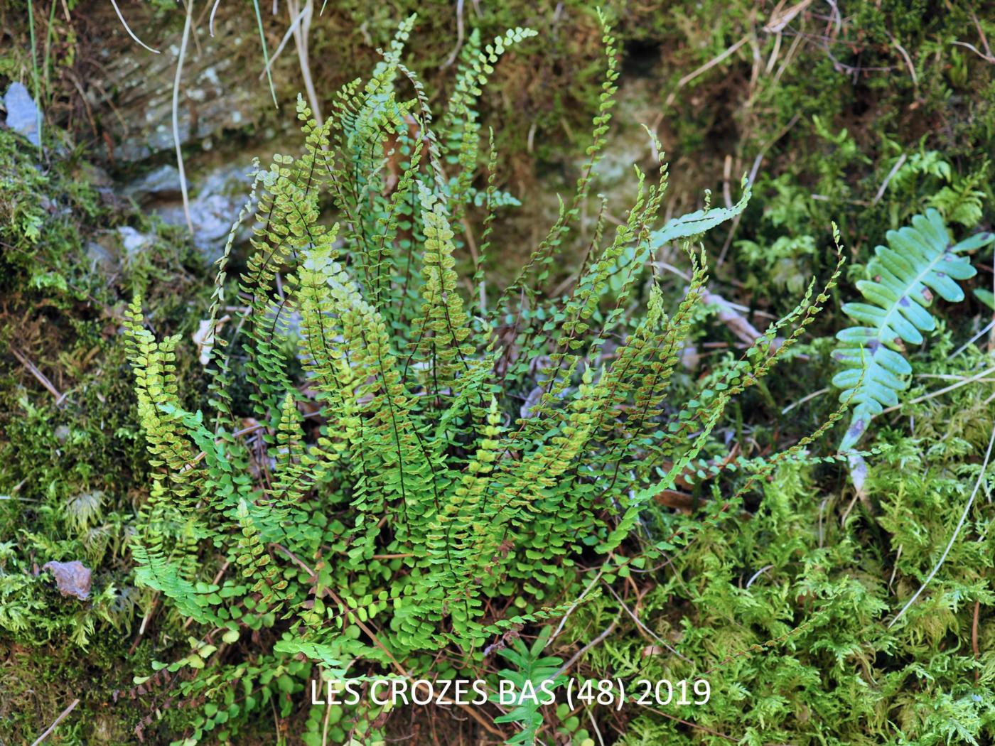 Spleenwort, Maidenhair plant